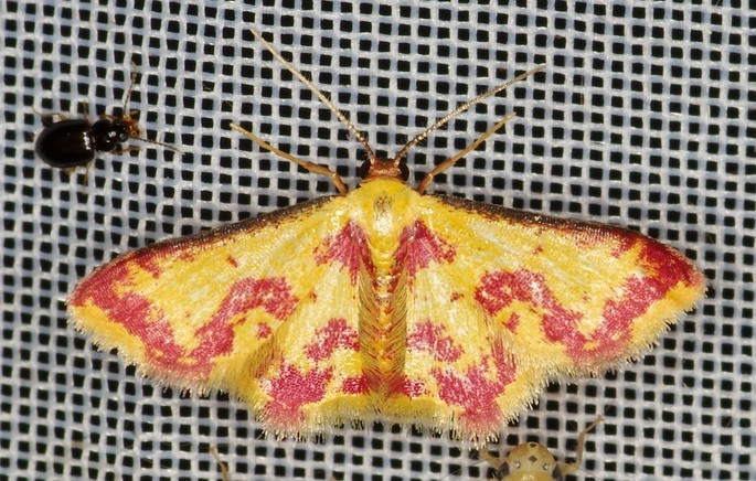 Tricentrogyna colligata