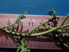 Rorippa sinuata