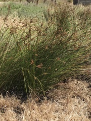 Juncus effusus pacificus