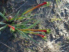 Anigozanthos bicolor decrescens