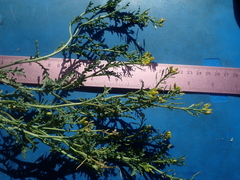 Rorippa sinuata