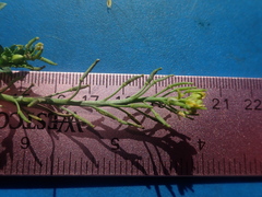 Rorippa sinuata