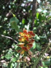 Rhynchosia phaseoloides