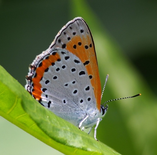 Bronze Copper