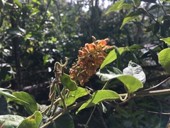 Rhynchosia phaseoloides