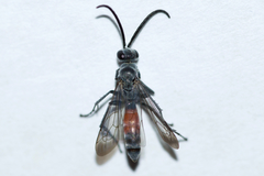 Anoplius apiculatus