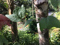 Passiflora sexflora