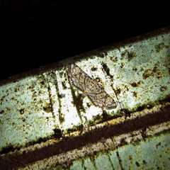 Hileithia rehamalis