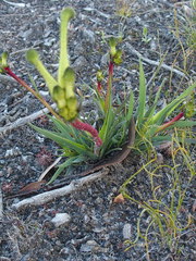 Anigozanthos bicolor decrescens