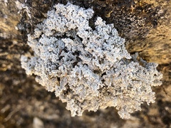 Stereocaulon sterile