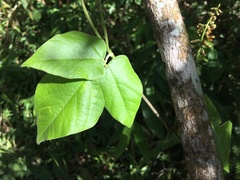 Rhynchosia phaseoloides