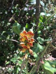 Rhynchosia phaseoloides