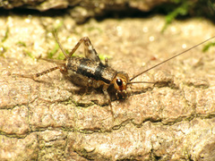 Allonemobius maculatus