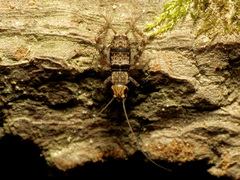 Allonemobius maculatus