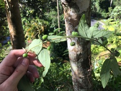 Passiflora sexflora