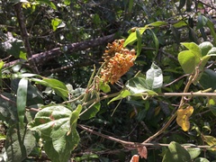 Rhynchosia phaseoloides