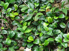 Ficus aurantiaca parvifolia