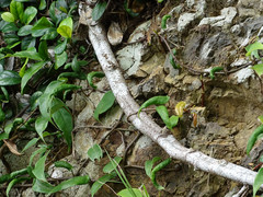 Ficus aurantiaca parvifolia