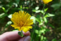Krigia biflora