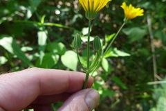 Krigia biflora