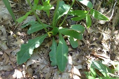 Krigia biflora