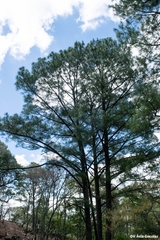 Pinus maximinoi