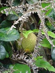 Ficus aurantiaca parvifolia
