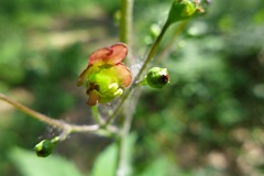 Scrophularia lanceolata