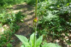 Scrophularia lanceolata