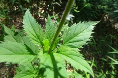 Scrophularia lanceolata