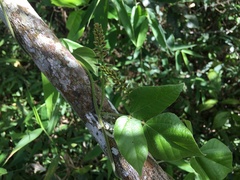 Rhynchosia phaseoloides