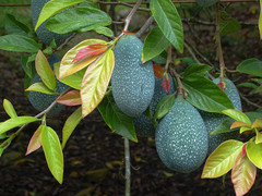 Ficus pumila awkeotsang