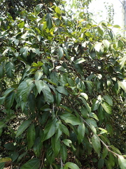 Ficus pumila awkeotsang