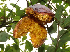 Ficus pumila awkeotsang