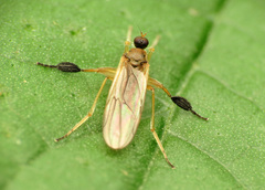 Platypalpus discifer