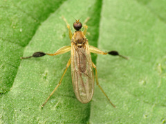 Platypalpus discifer