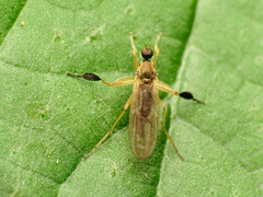 Platypalpus discifer