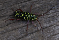 Placosternus crinicornis