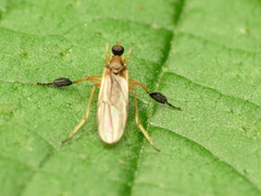 Platypalpus discifer