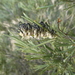 Grevillea hookeriana apiciloba - Photo (c) Shelley James,  זכויות יוצרים חלקיות (CC BY), הועלה על ידי Shelley James