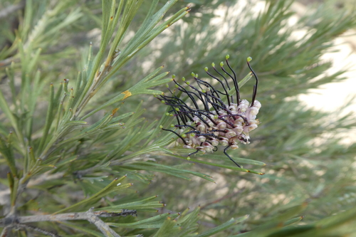 Image of Grevillea hookeriana by (c) Shelley James, some rights reserved (CC BY)