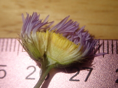 Erigeron glabellus