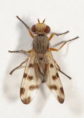 Melieria