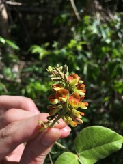 Rhynchosia phaseoloides