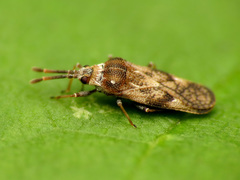 Leptoypha mutica