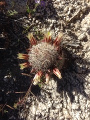 Cochemiea dioica, photograph Adam J. Searcy, CC BY, iNaturalist via GBIF