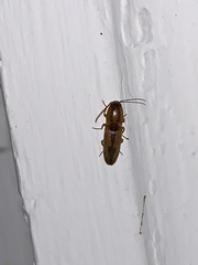 Conoderus vespertinus