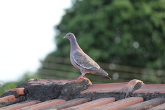 Patagioenas picazuro