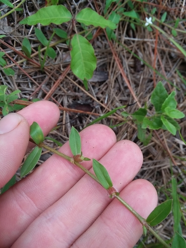 Image of Diodia harperi by (c) Will McFarland, some rights reserved (CC BY)