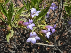Eremophila freelingii